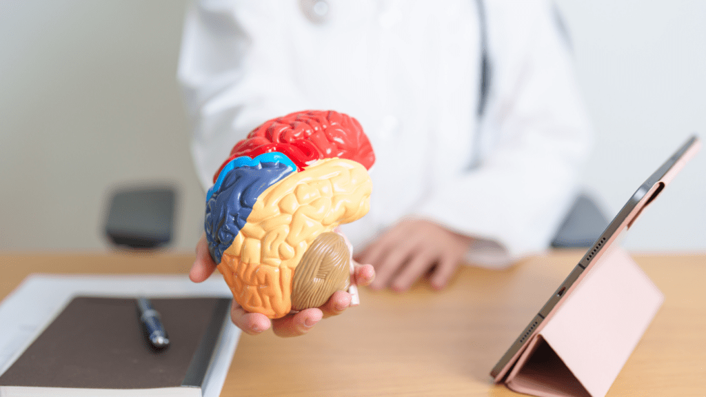 a doctor is holding a model of a human brain