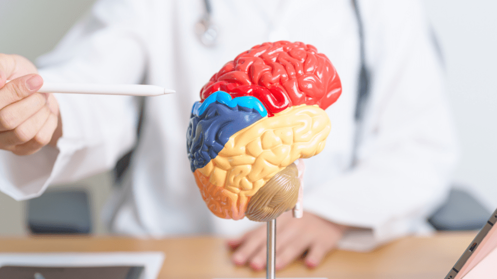 a doctor is holding a model of a human brain