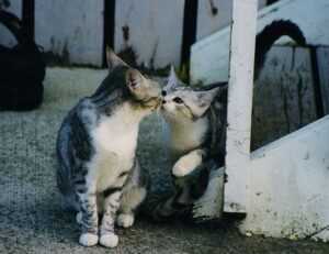 drug effects of tamophage disease