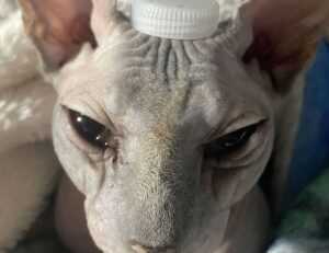 why homiezava hotel so expensive