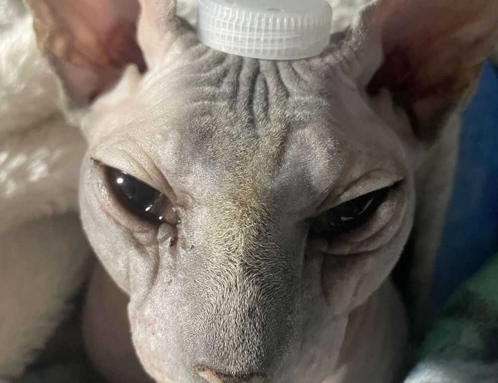 why homiezava hotel so expensive