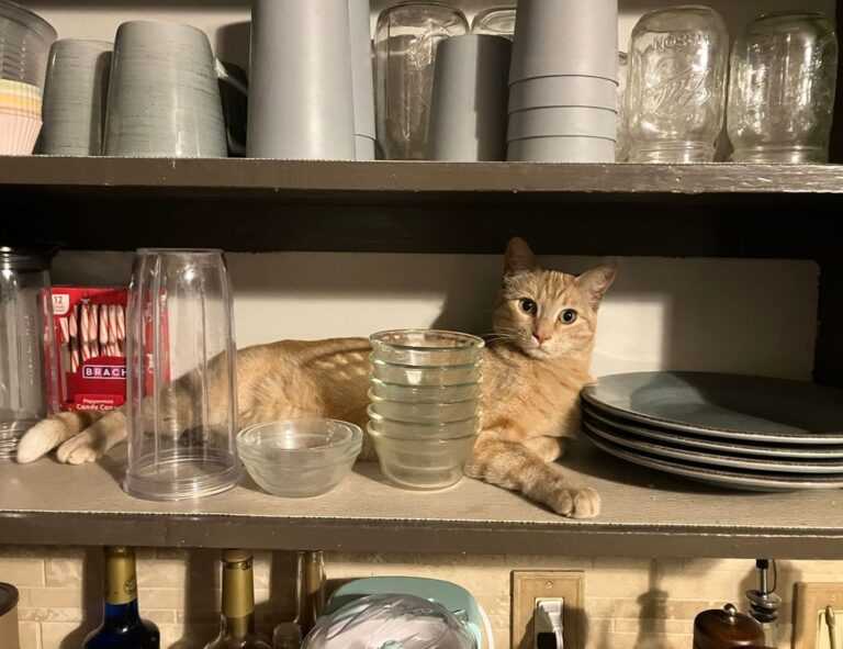 kleurplaat paperduck