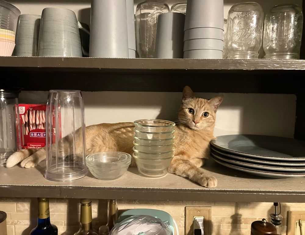 kleurplaat paperduck