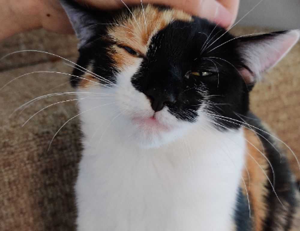 mydoterra login nederlands