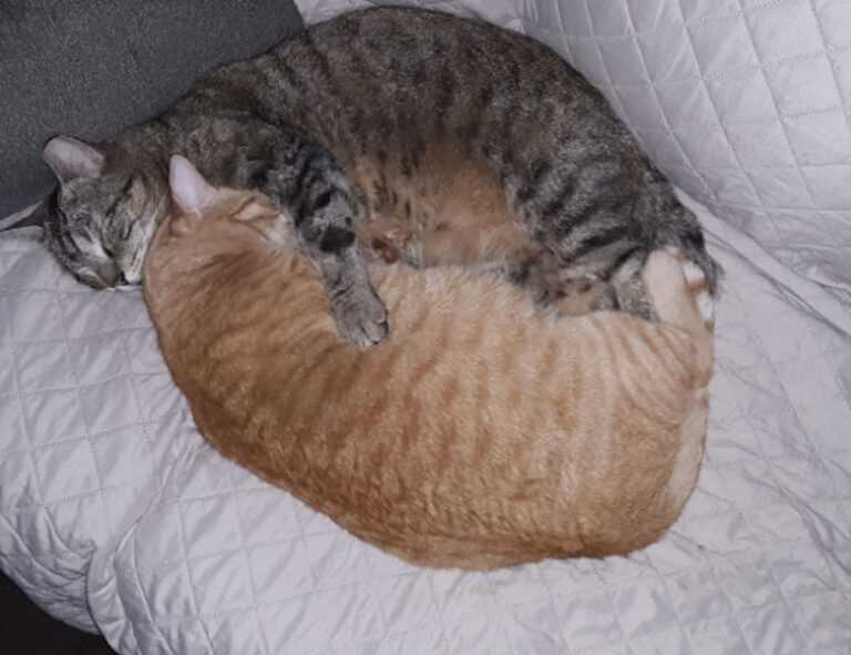 versuri de la george michael careless whispers