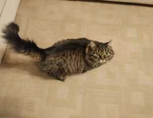 vintage feliz cumpleaños fashion mujer