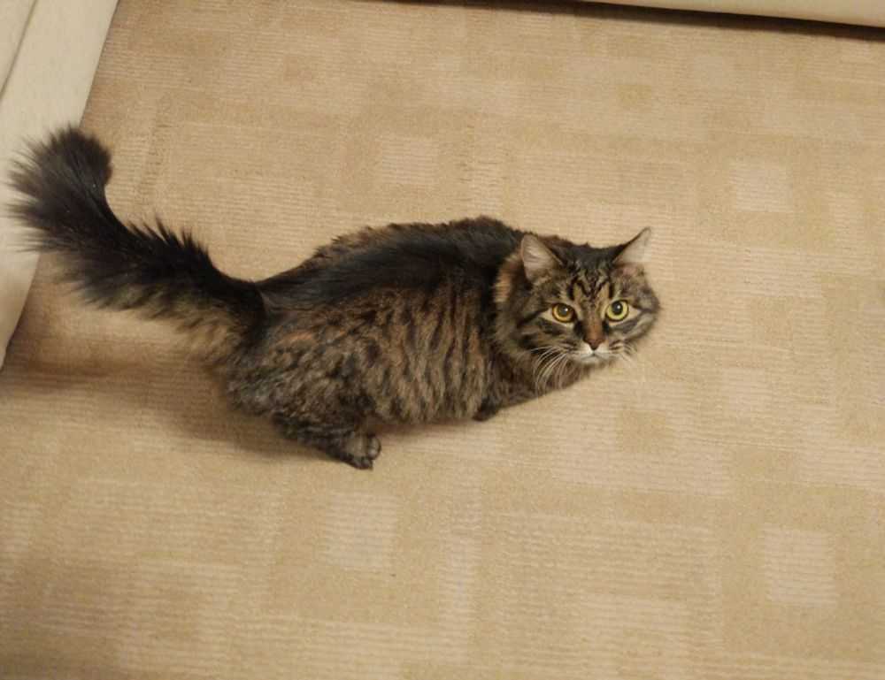 vintage feliz cumpleaños fashion mujer