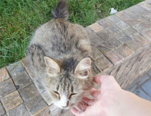 wallpaper:cn3ispl8wgc= cinnamoroll